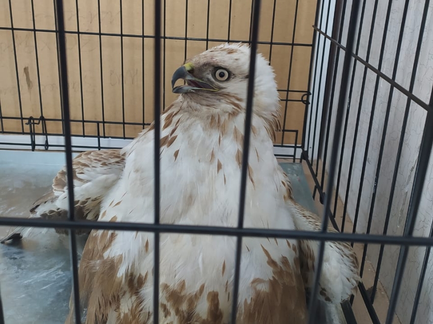 Ветеринарные врачи спасли хищную птицу в Забайкалье 